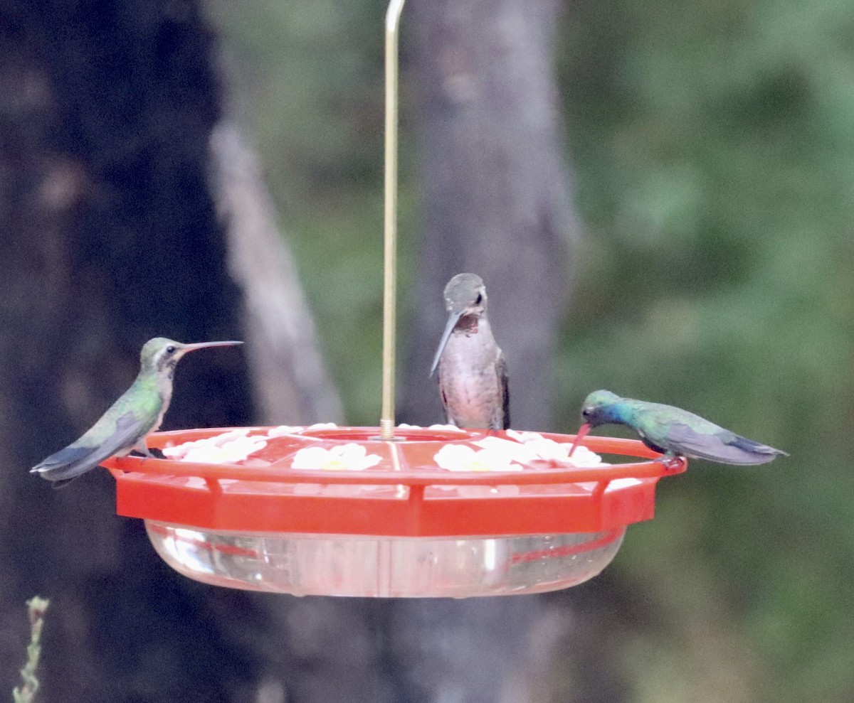 Plain-capped Starthroat - ML597731911
