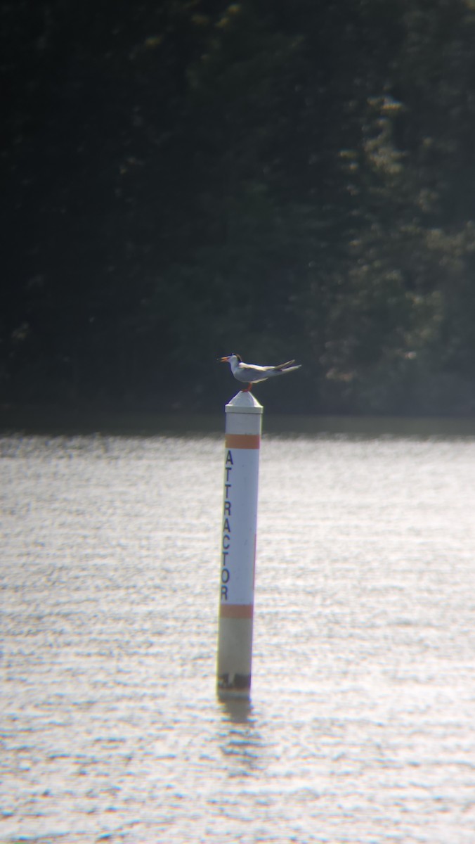 Forster's Tern - ML597731921