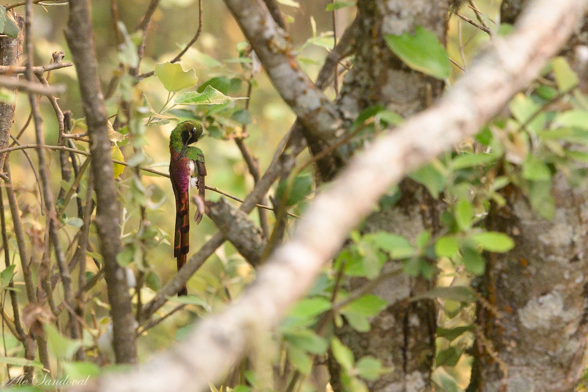 Colibrí Cometa - ML597732671