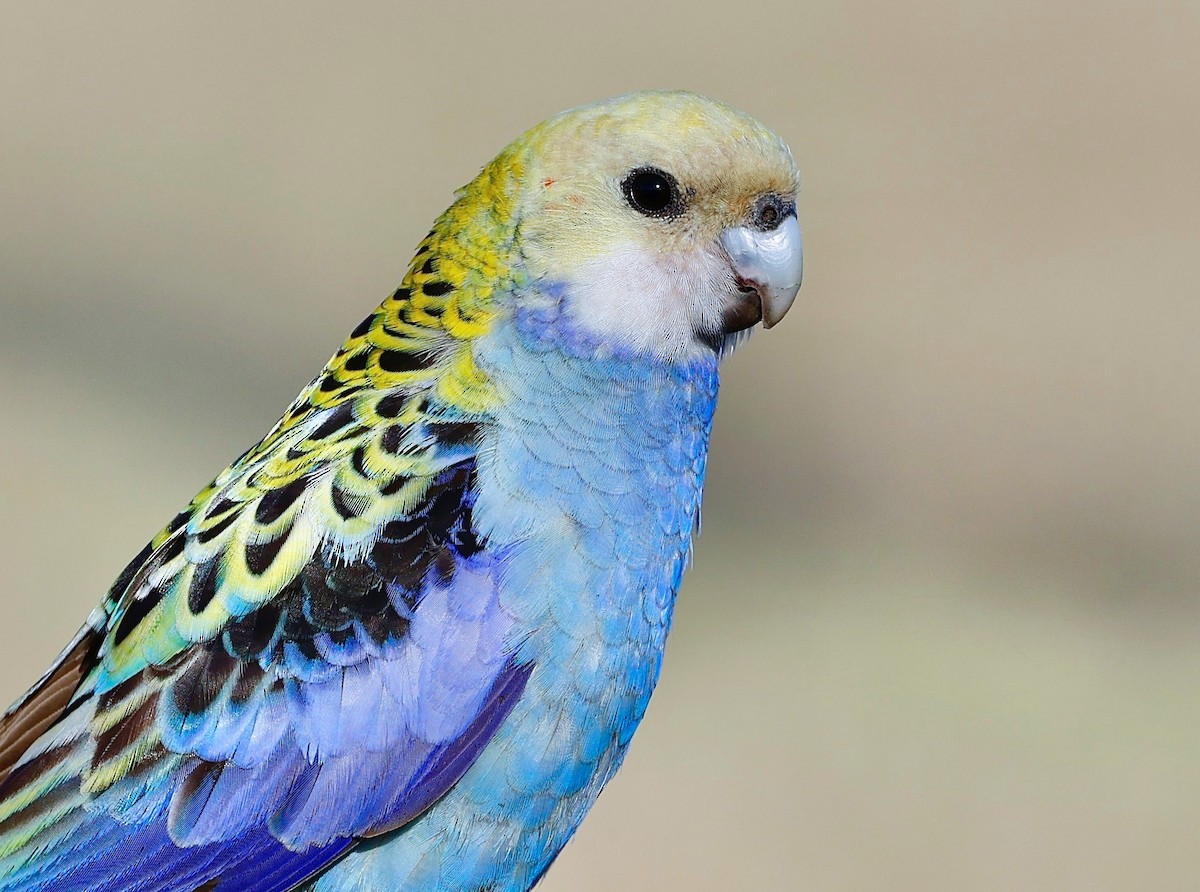 Pale-headed Rosella - ML597732701