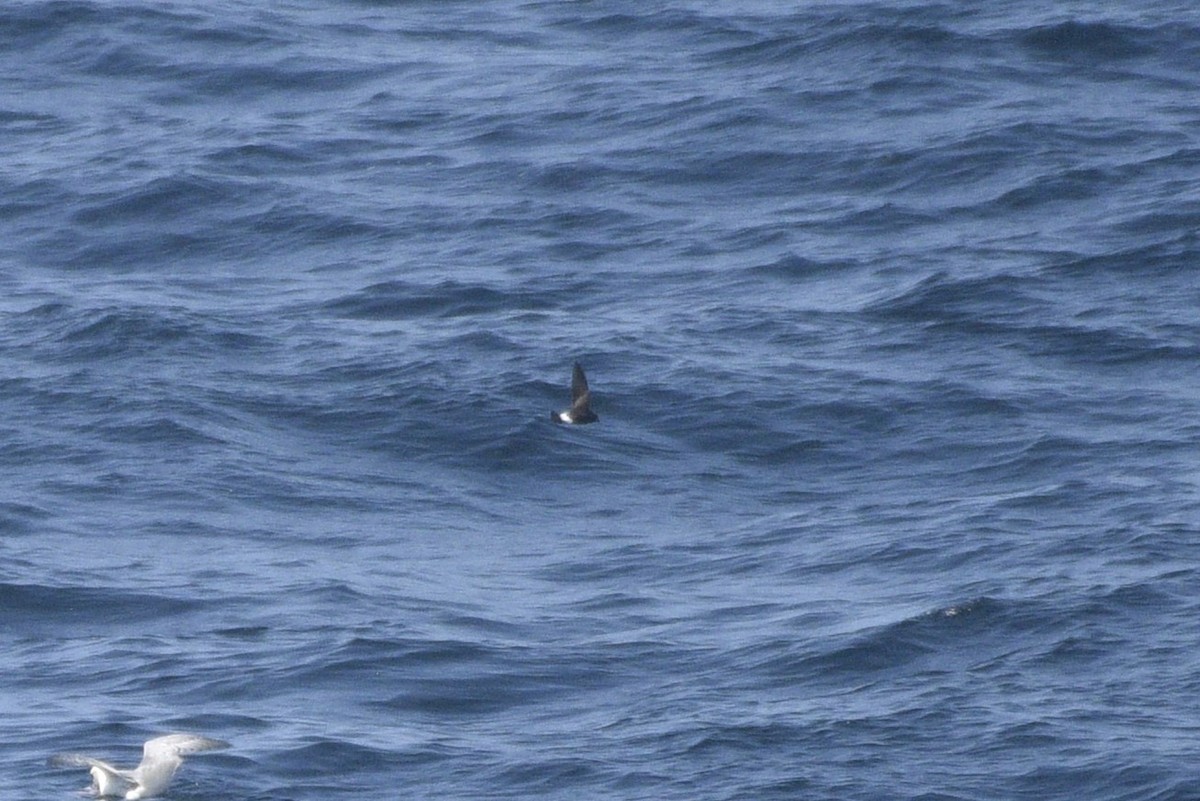 黃蹼洋海燕 - ML597732711