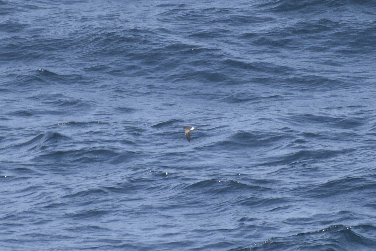 黃蹼洋海燕 - ML597733531