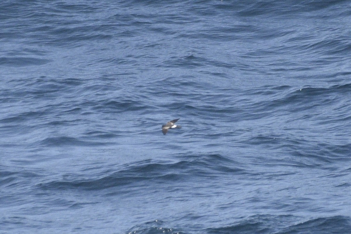 黃蹼洋海燕 - ML597733671