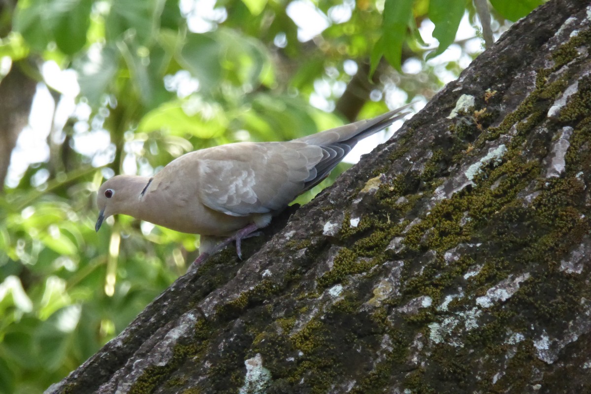 Eurasian Collared-Dove - ML597733751