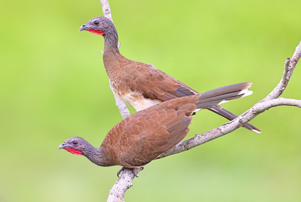 Chachalaca Ventriblanca - ML597733941