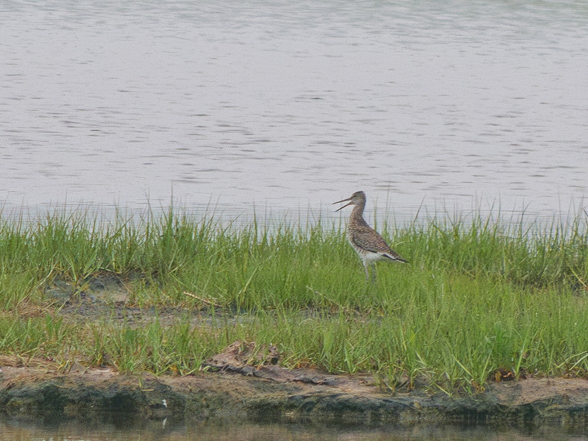 Willet - Rik Eberhardt