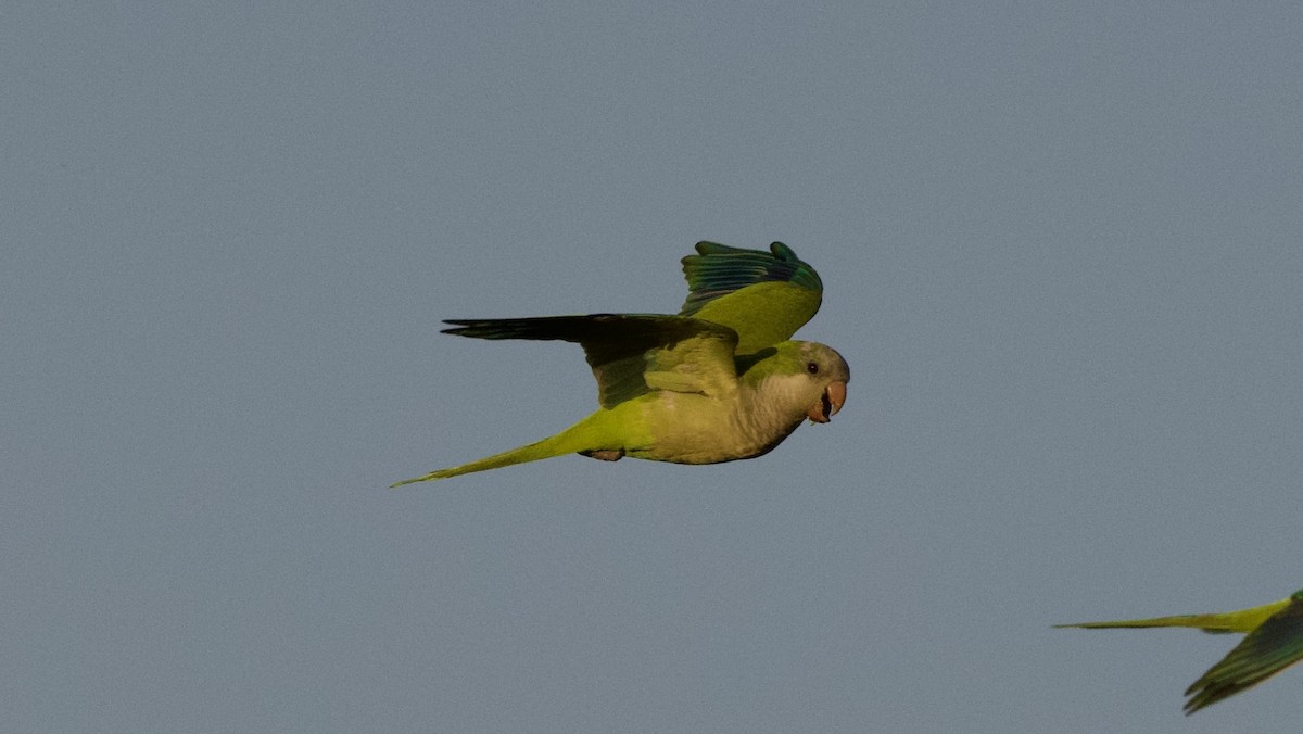 Monk Parakeet - ML597734161