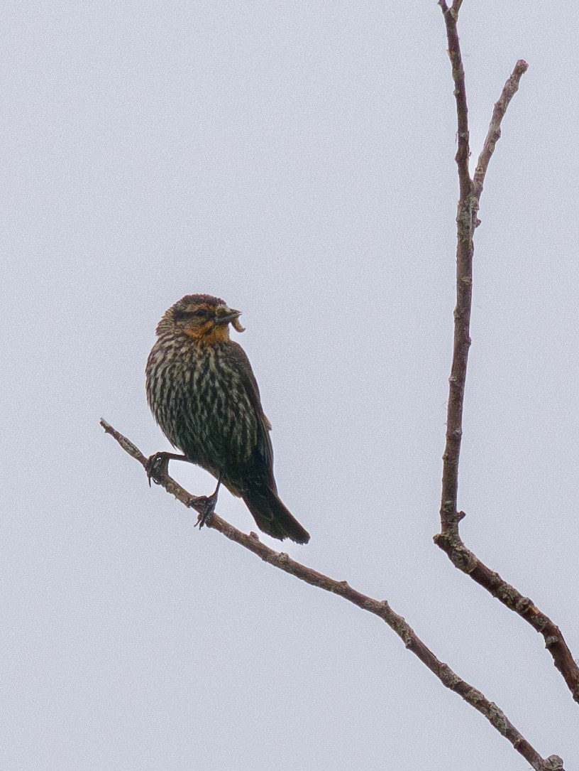 Bruant à queue aiguë - ML597734261