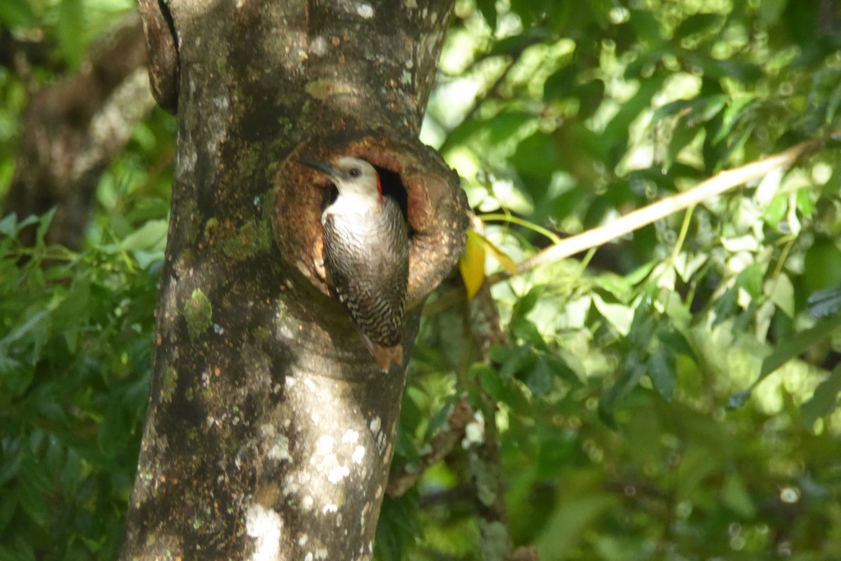 Golden-fronted Woodpecker - ML597736101