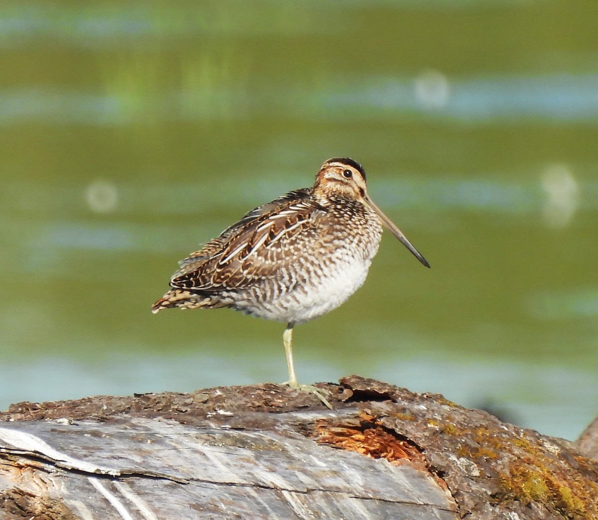 Wilson's Snipe - Rick Bennett