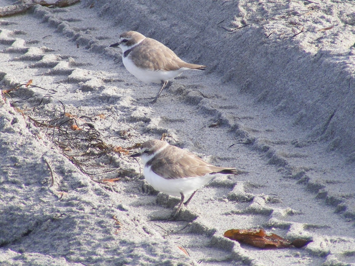 Snowy Plover - ML597738921