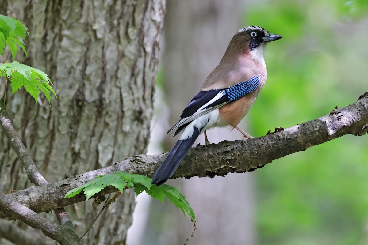 Eurasian Jay - Nathan Wall