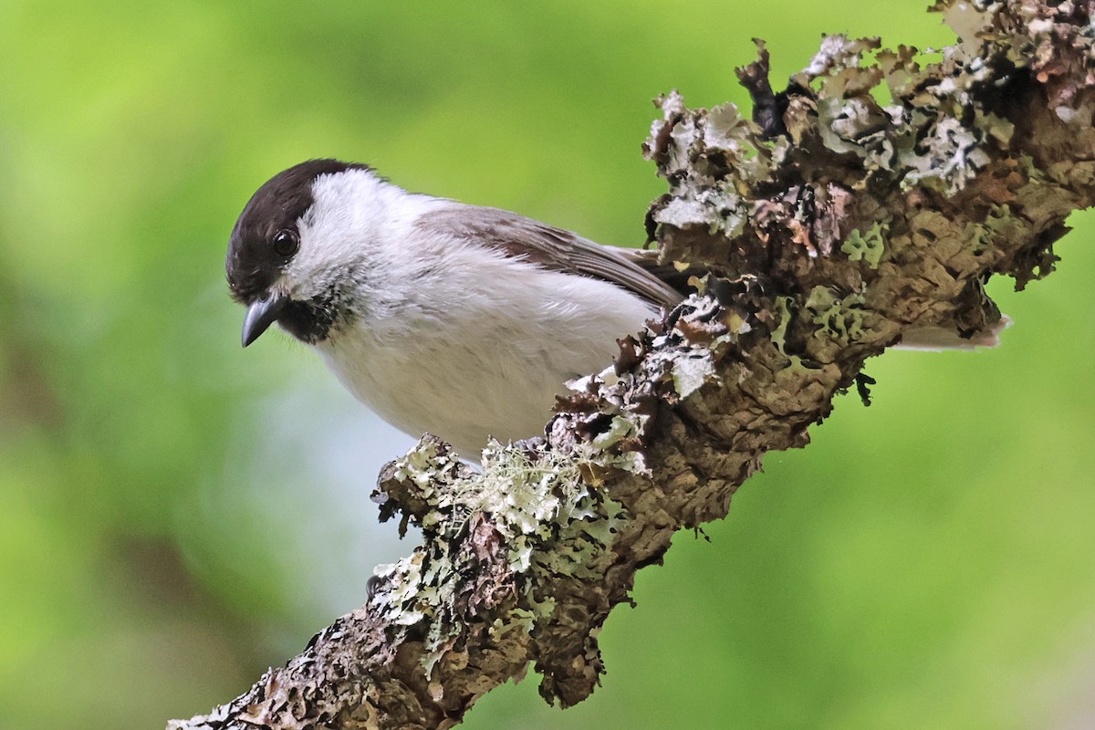 Willow Tit - ML597739461