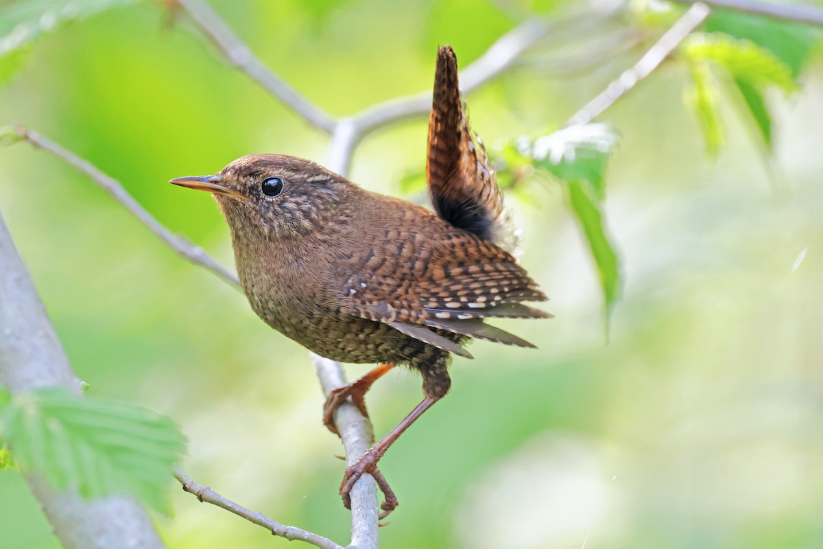 Eurasian Wren - ML597740221