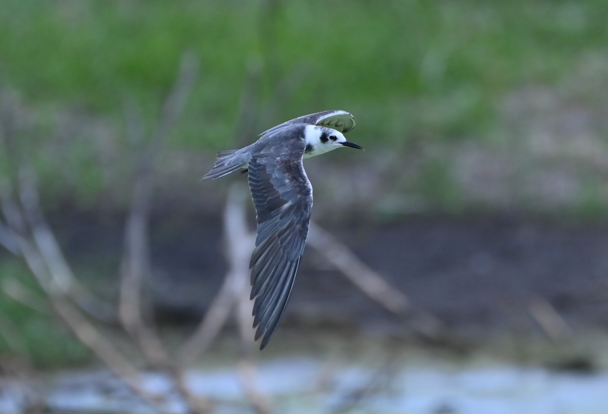 Black Tern - ML597740531