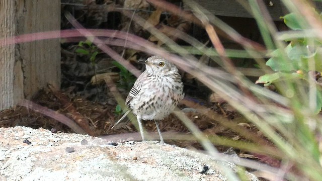 Sage Thrasher - ML597740831