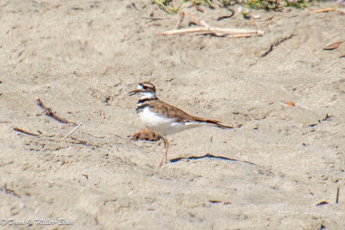 Killdeer - ML597742201