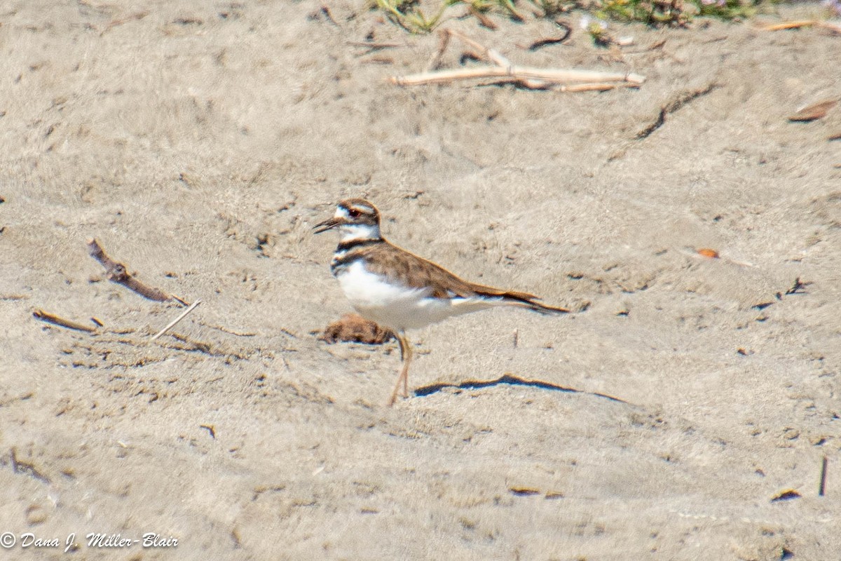 Killdeer - Dana Miller-Blair