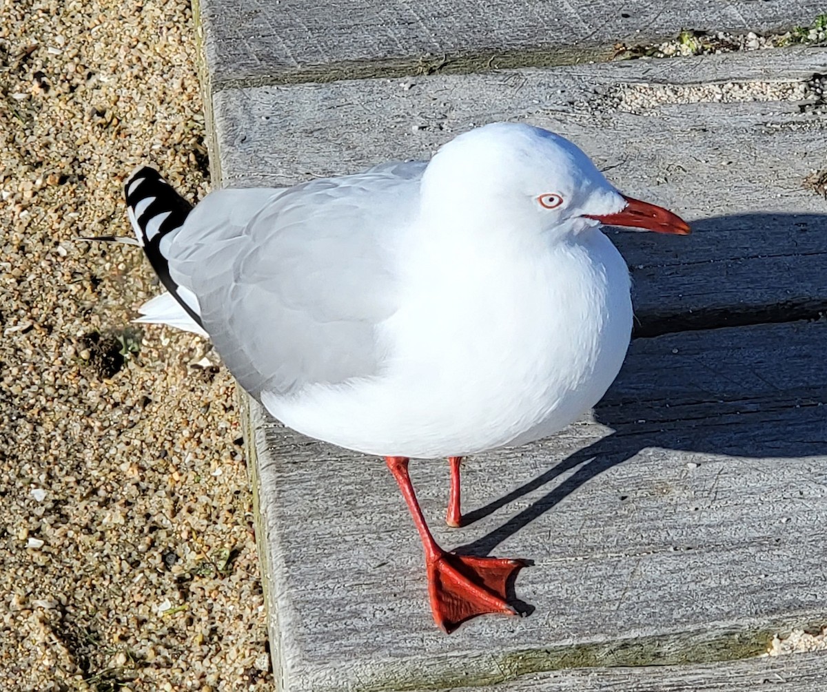Silver Gull - ML597742341