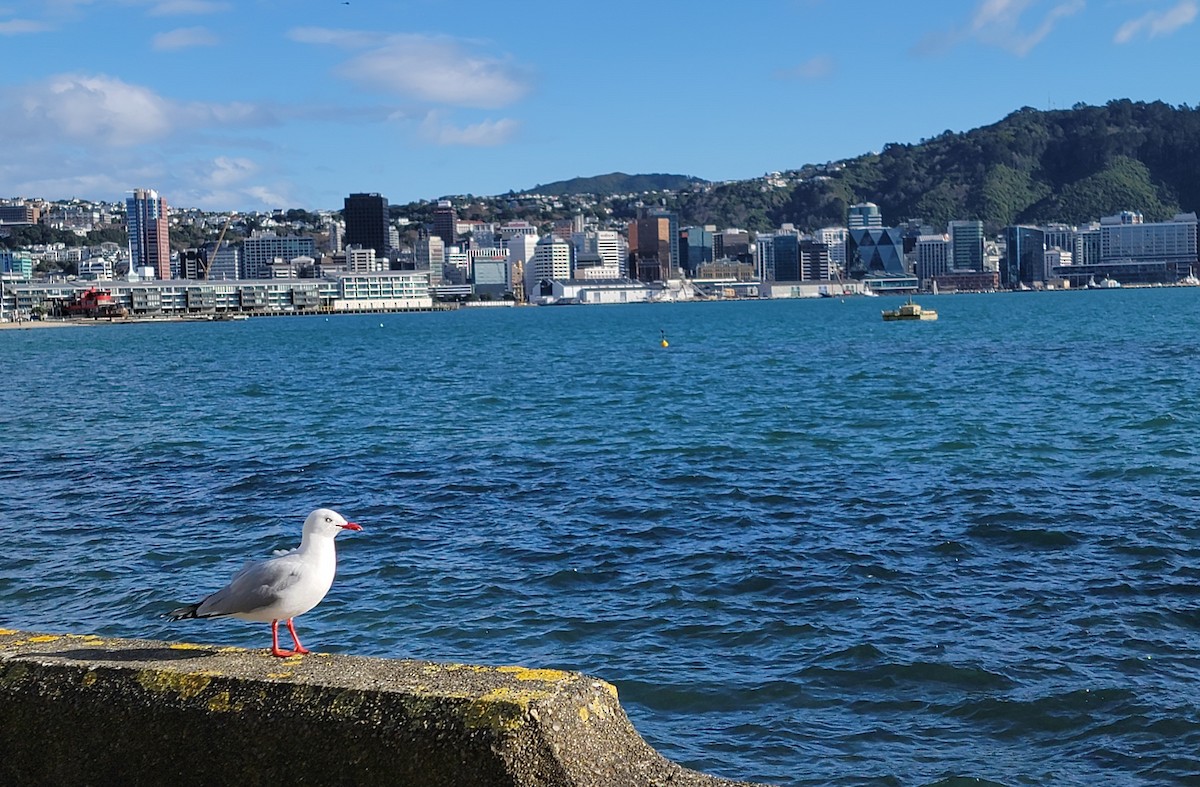 Silver Gull - ML597742351