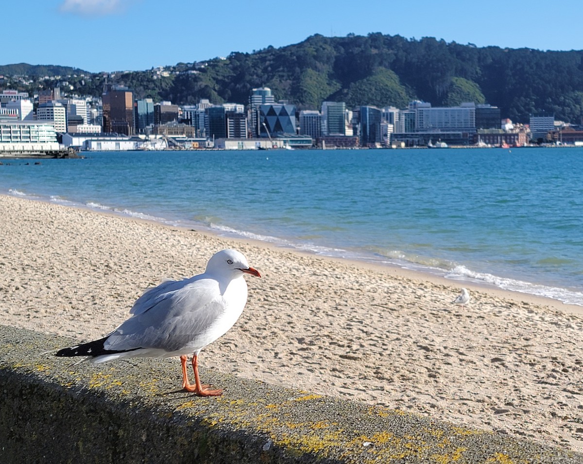 Silver Gull - ML597742361