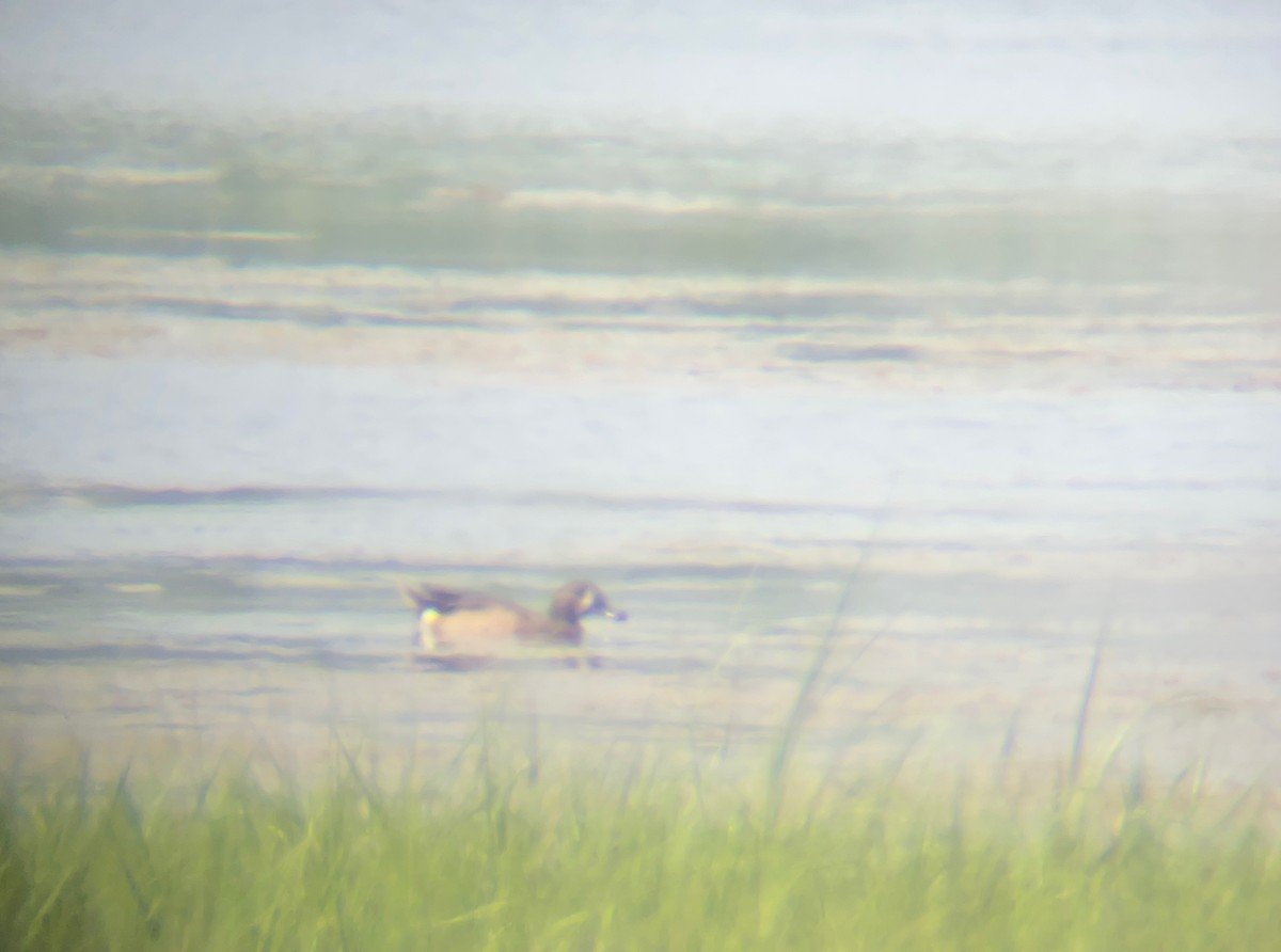 Blue-winged Teal - Rik Eberhardt