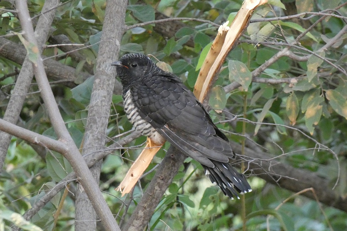 Red-chested Cuckoo - ML597743341