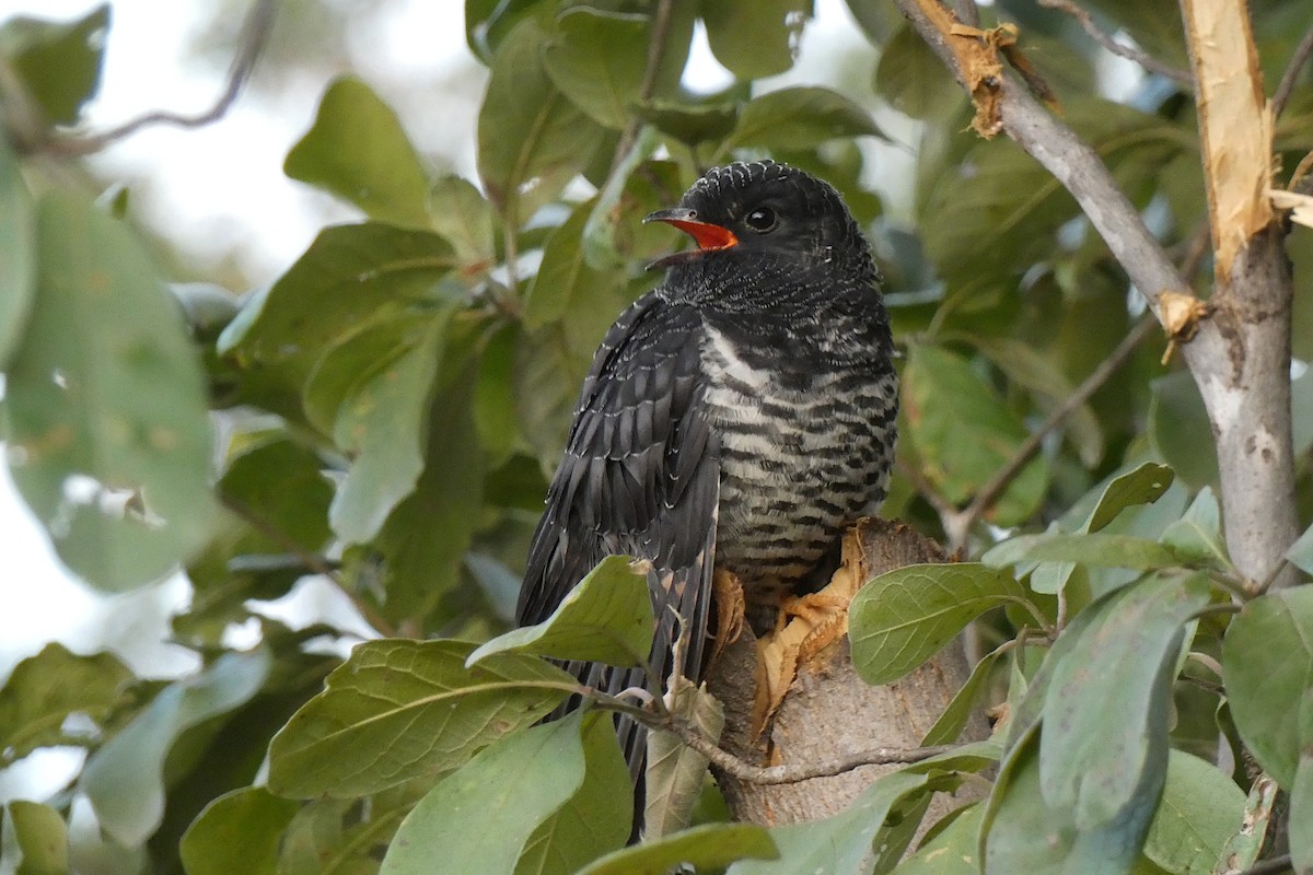 Red-chested Cuckoo - ML597743351