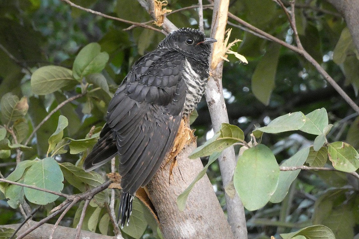 Red-chested Cuckoo - ML597743371