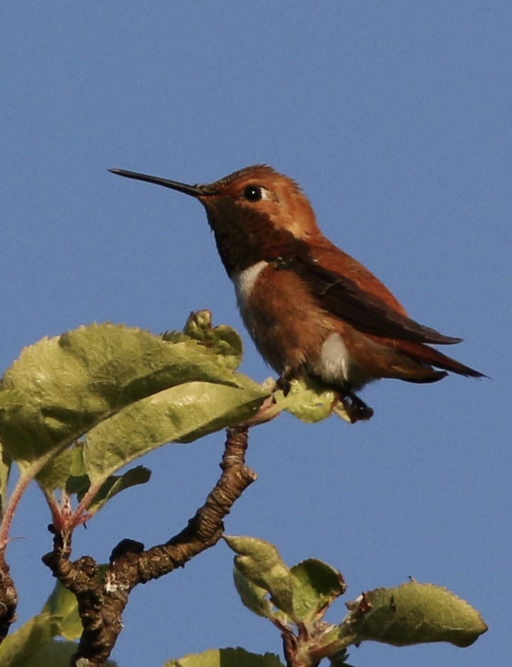 Rufous Hummingbird - Russ Morgan