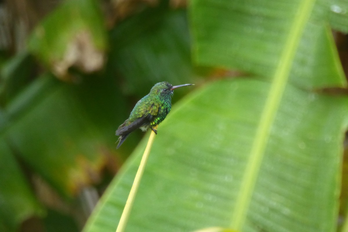 Canivet's Emerald - ML597748521