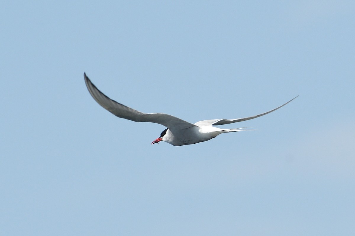 Arctic Tern - Barry Blust