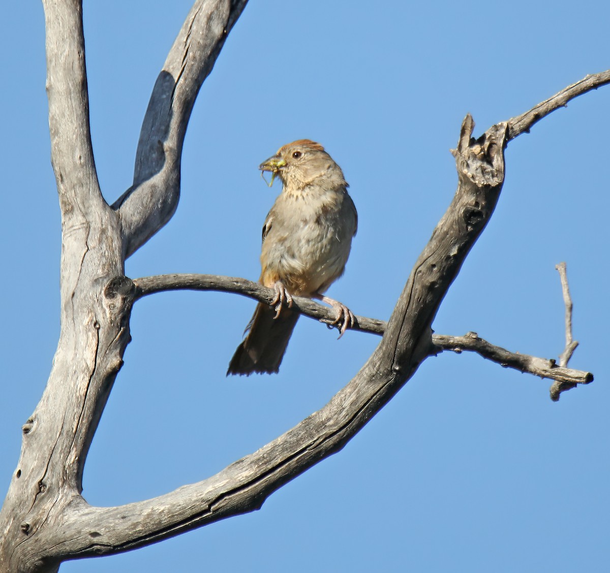 Canyon Towhee - ML597749201