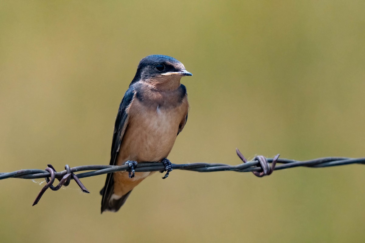 Barn Swallow - ML597749621