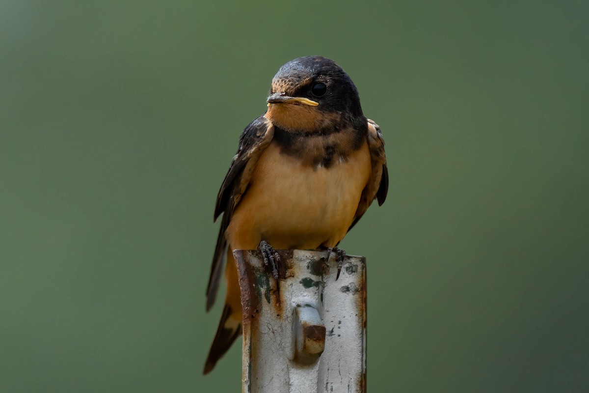 Barn Swallow - ML597749721