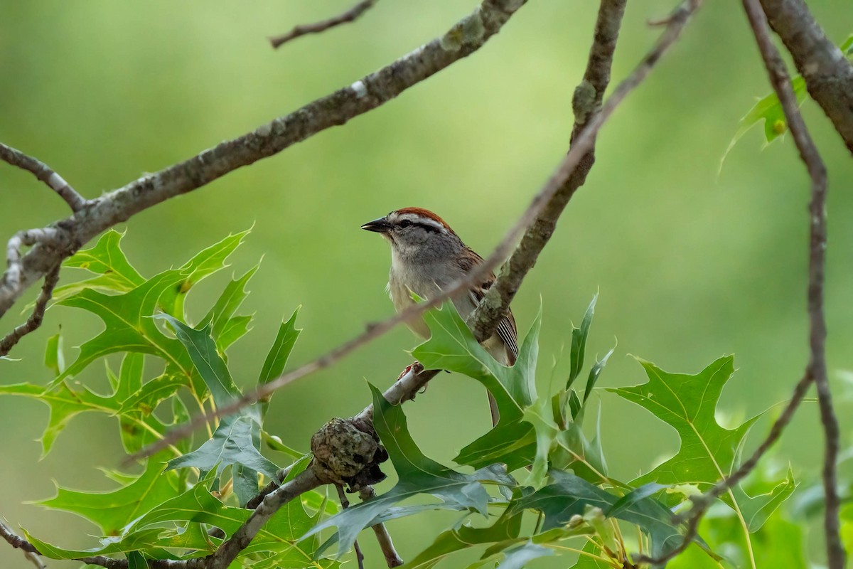 Chipping Sparrow - Andrea C