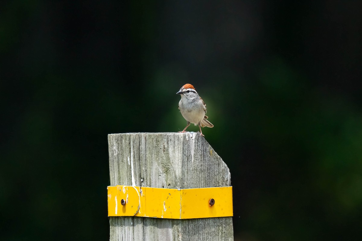 Chipping Sparrow - Andrea C