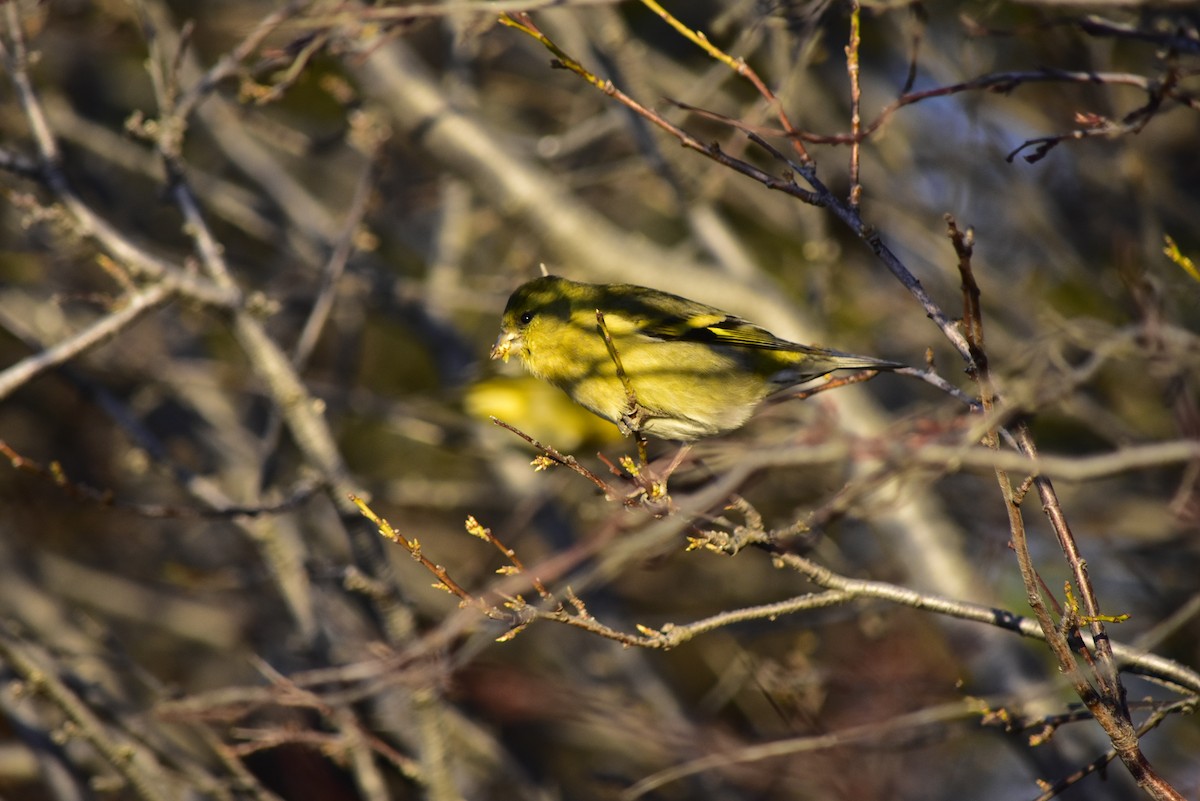 Black-chinned Siskin - Felipe Arruda