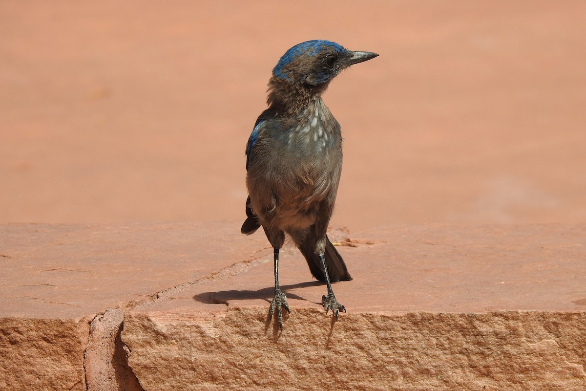 Woodhouse's Scrub-Jay - ML597753211