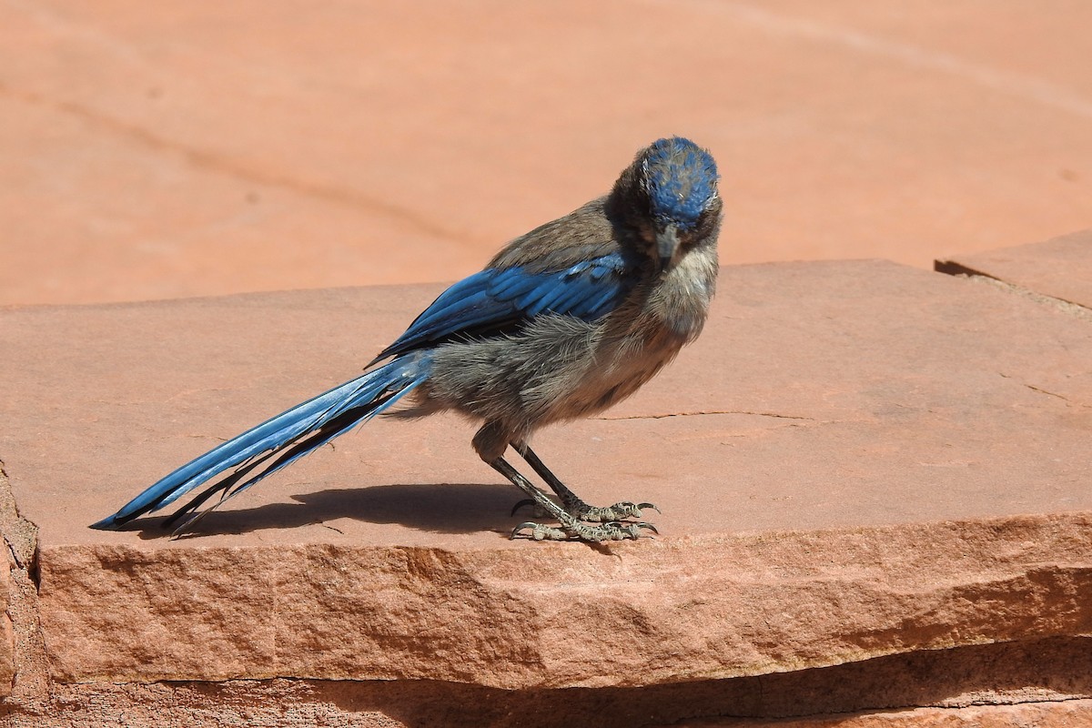 Woodhouse's Scrub-Jay - ML597753221