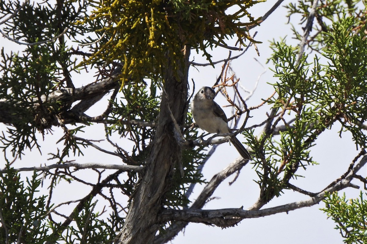 Gray Vireo - ML597753521