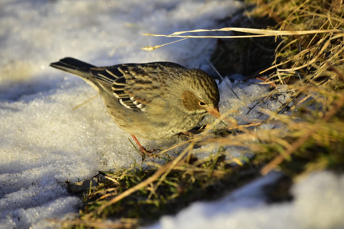 Mourning Sierra Finch - ML597753561