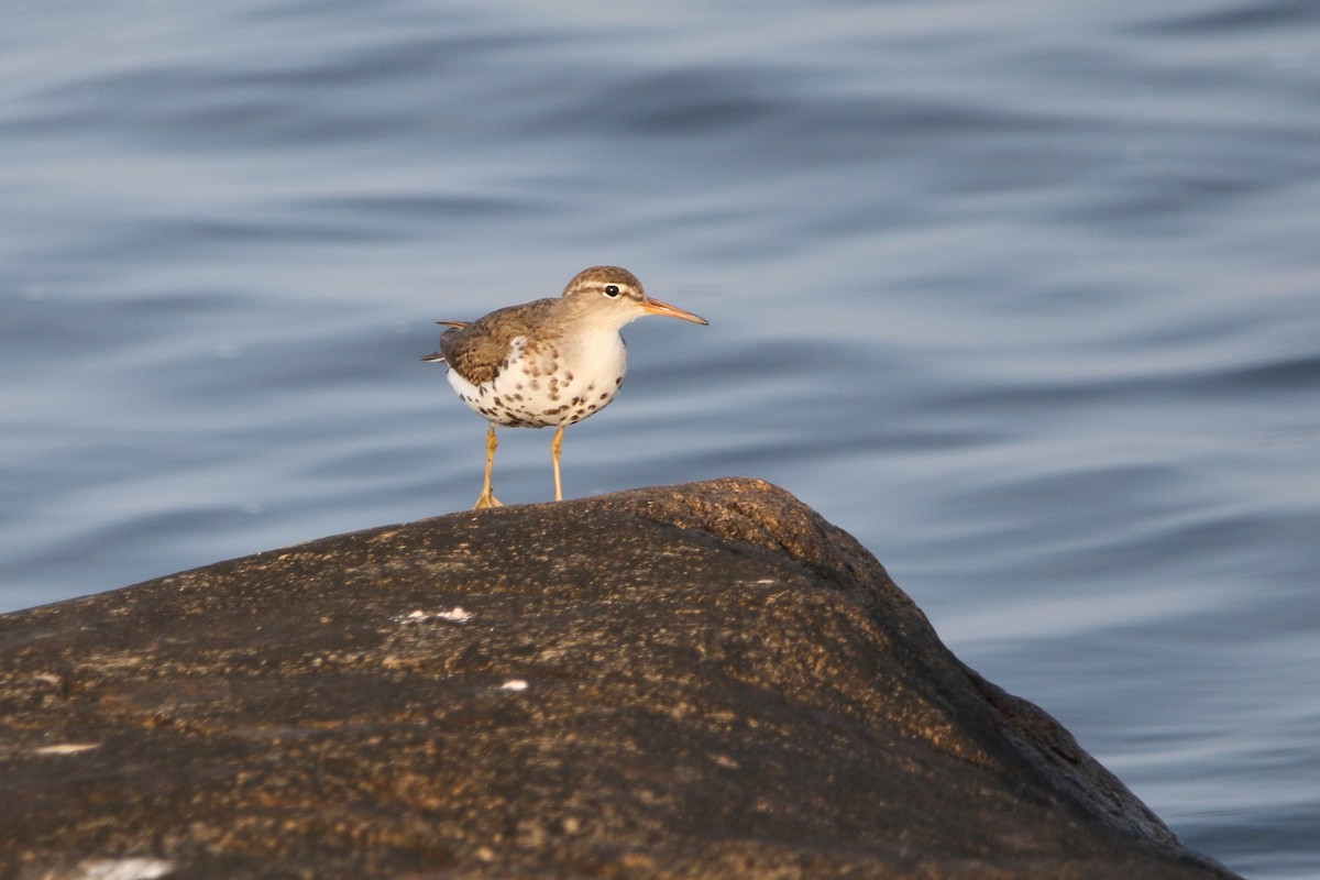 Spotted Sandpiper - Kenny Benge