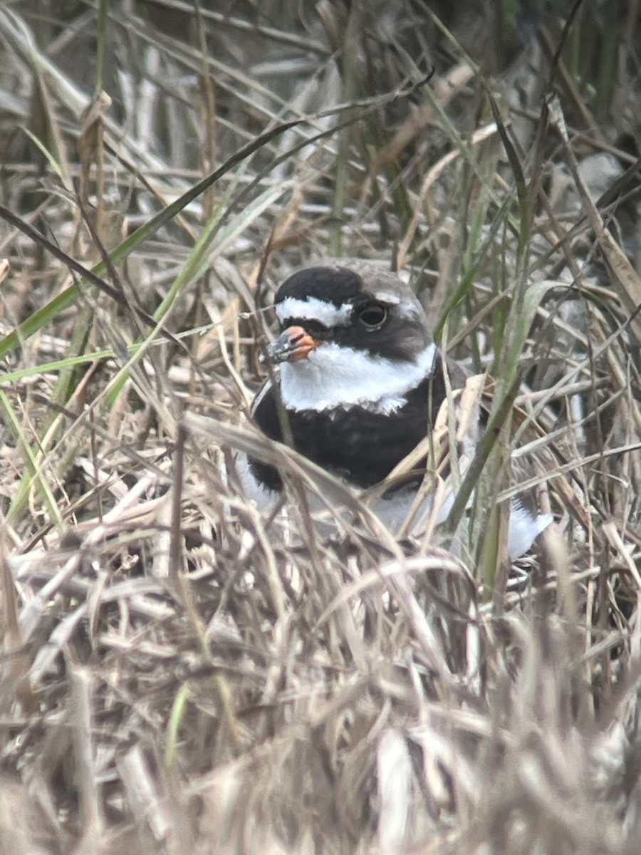 Semipalmated Plover - ML597753991