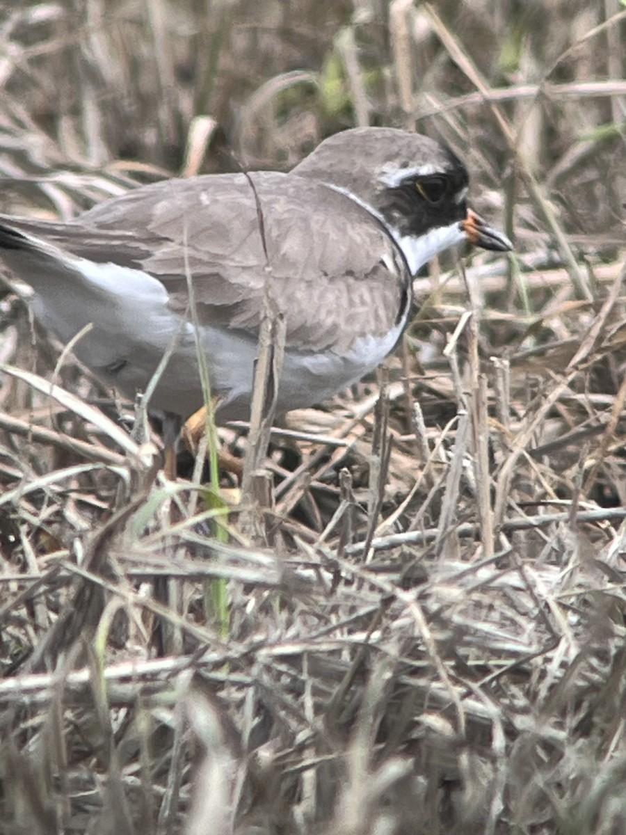 Semipalmated Plover - ML597754011