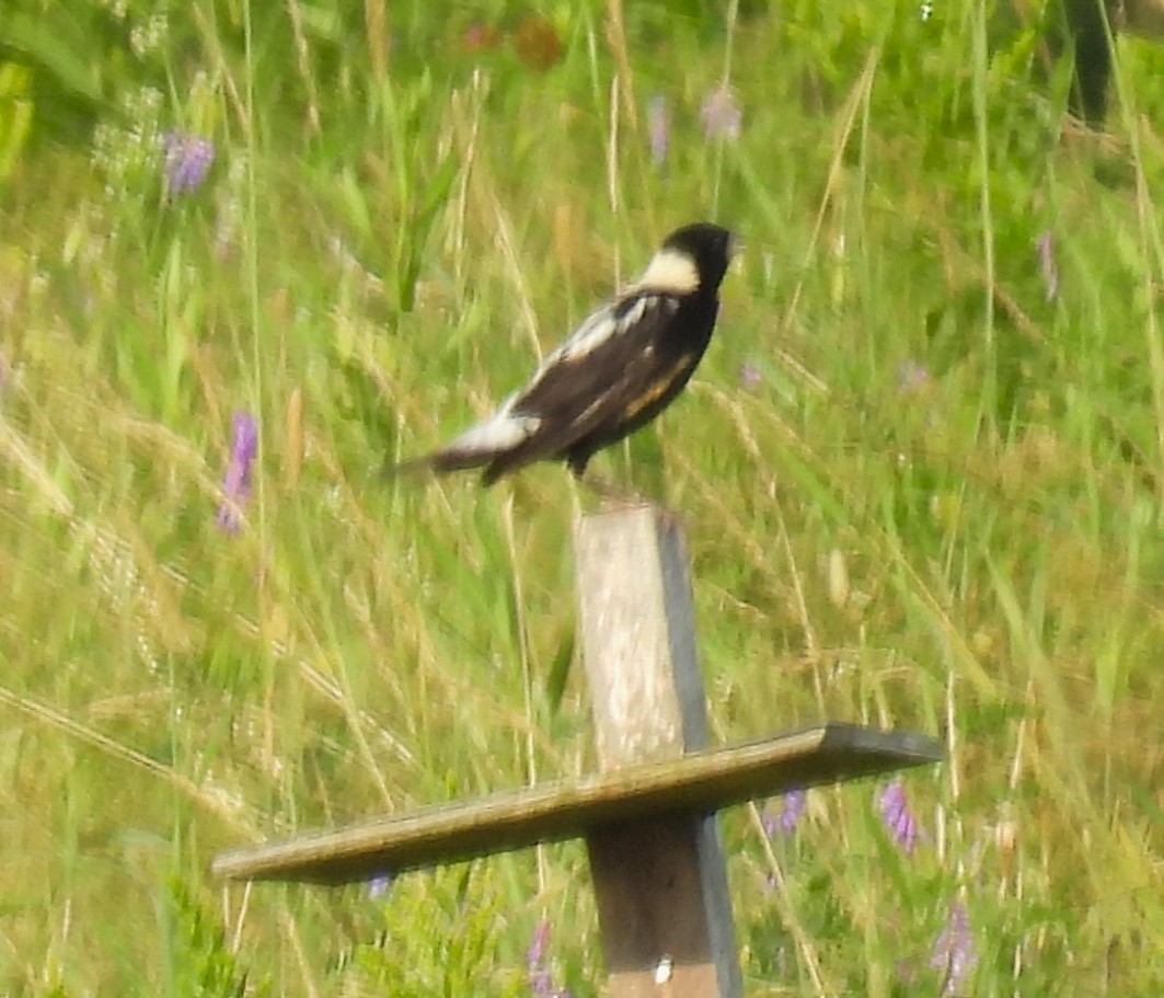 Bobolink - ML597754431