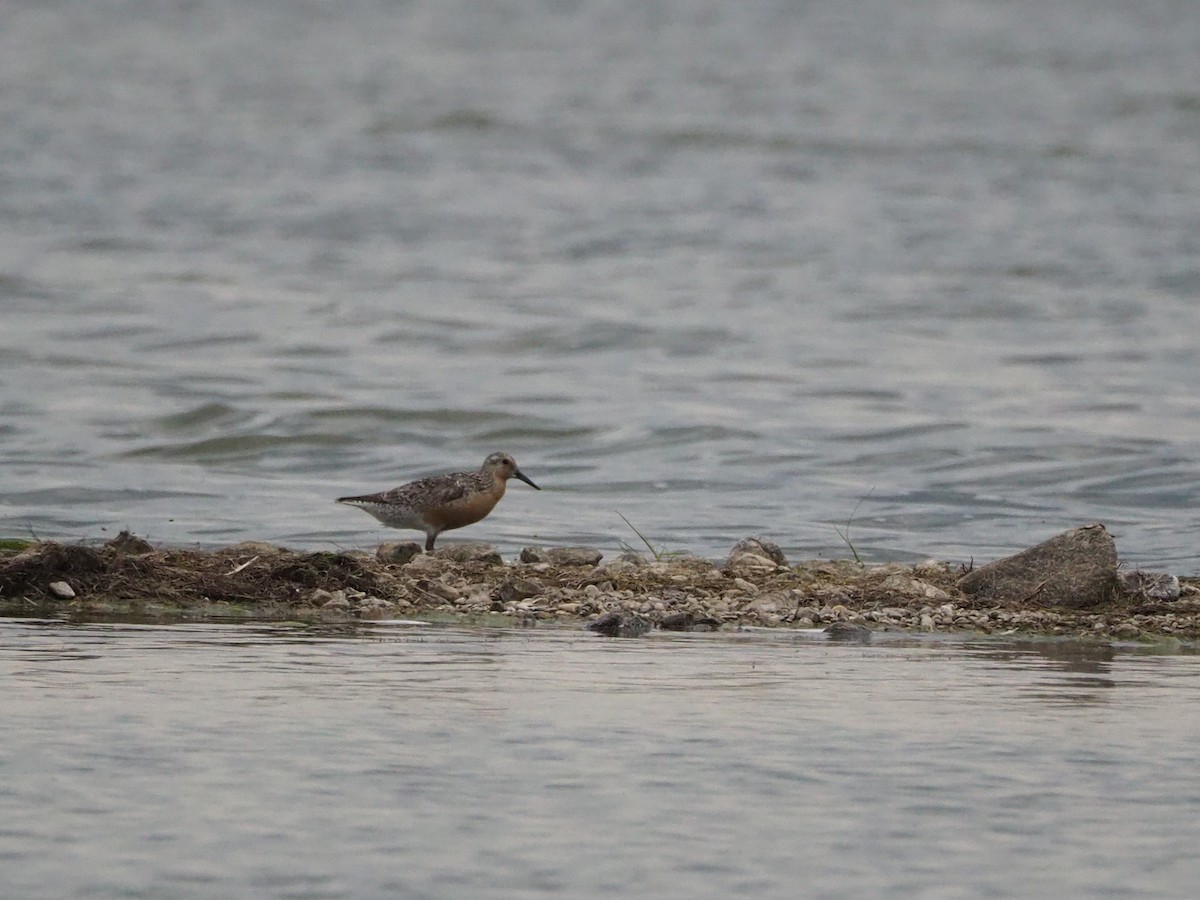 Red Knot - Noah Kück