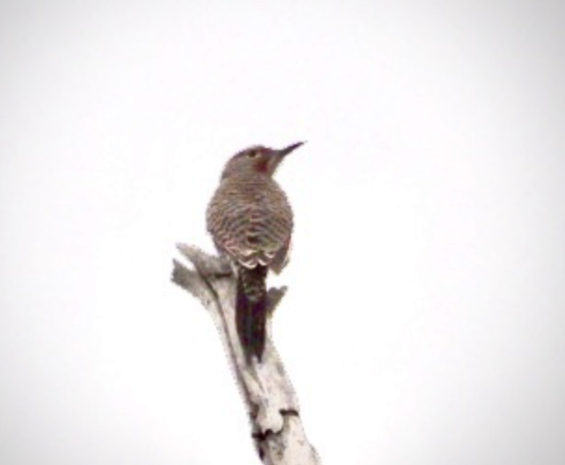 Northern Flicker (Yellow-shafted x Red-shafted) - ML597754561