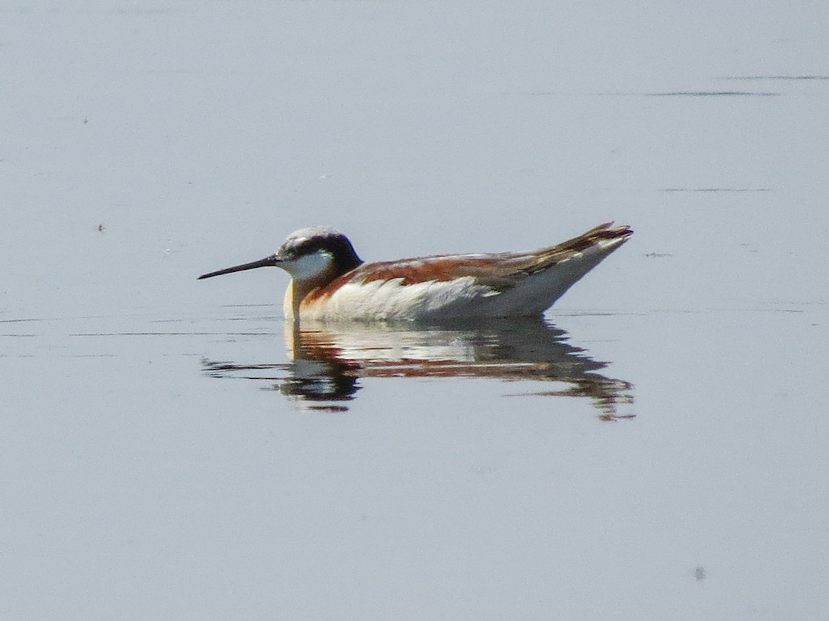 Falaropo Tricolor - ML597755761