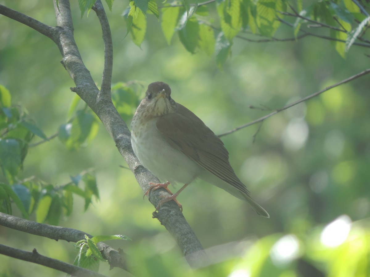 Veery - John McKay